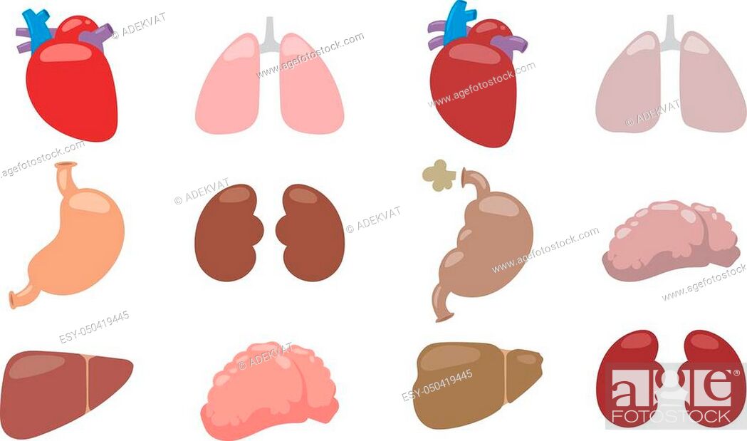 Human Internal Organs And Vector Internal Organs Human Liver