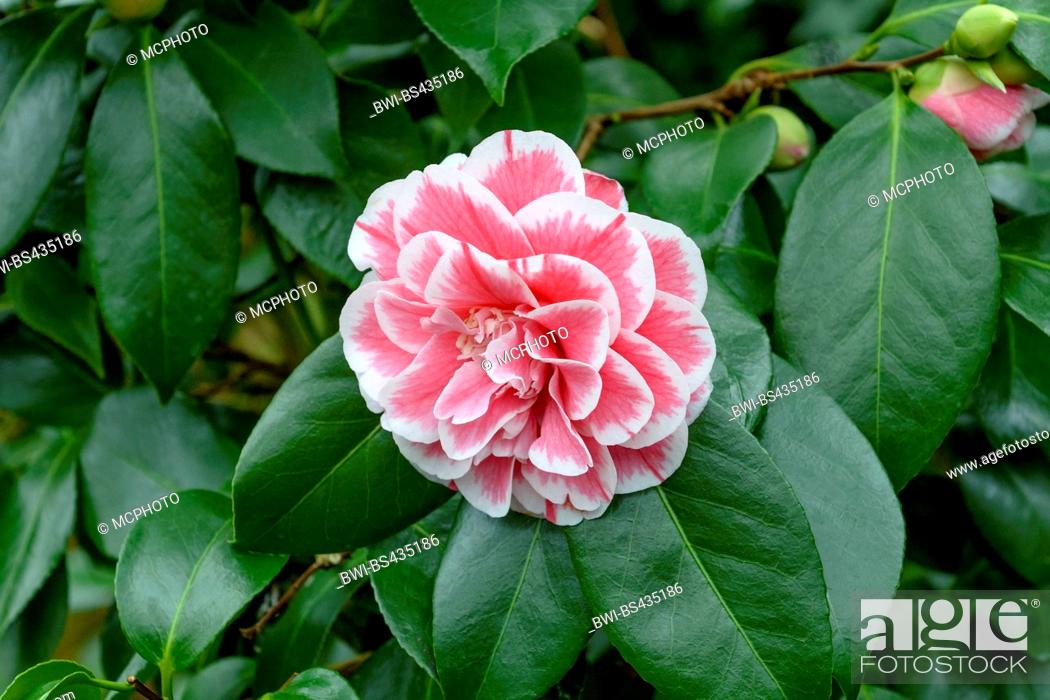 Camellia japonica 'Herme' quart plant