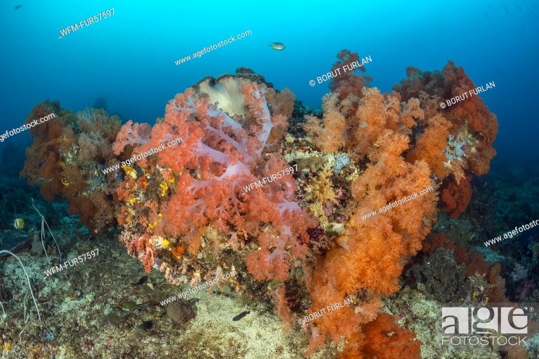 Stock Photo: Colored Soft Corals, Nephthea sp, Raja Ampat, West Papua, Indonesia.