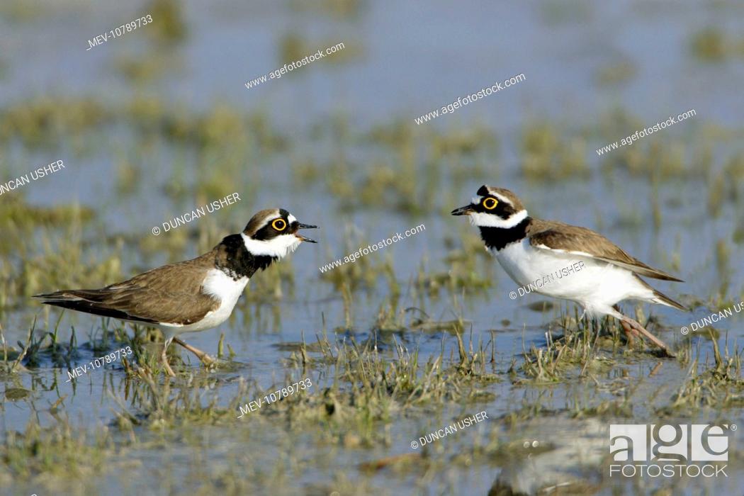 Stock Photo: Little Ringed Plover - 2 males fighting in lake (Charadrius dubius).
