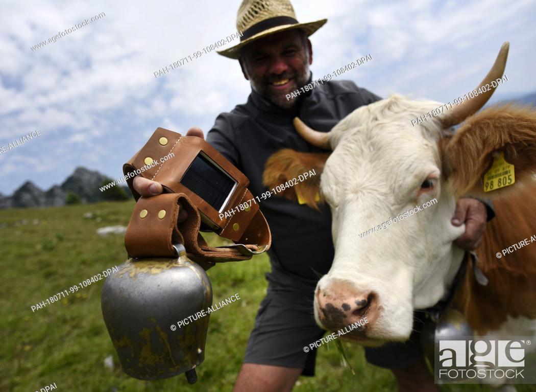 Stock Photo: 02 July 2018,  Germany, Jachenau: Alpine dairy farmer and IT expert Matthias Engel shows a cowbell with a GPS transmitter next to his cow Schlecki in front of.