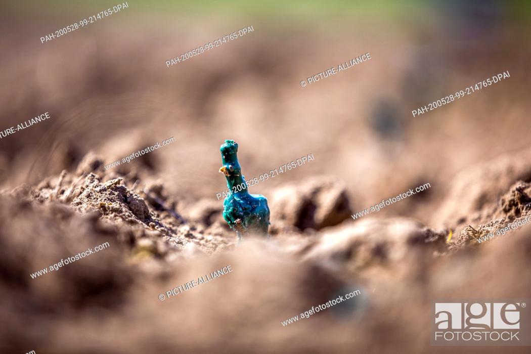Stock Photo: 27 May 2020, Mecklenburg-Western Pomerania, Rattey: A freshly planted vine stands in the newly planted vineyard at the Schloss Rattey winery in the Mecklenburg.