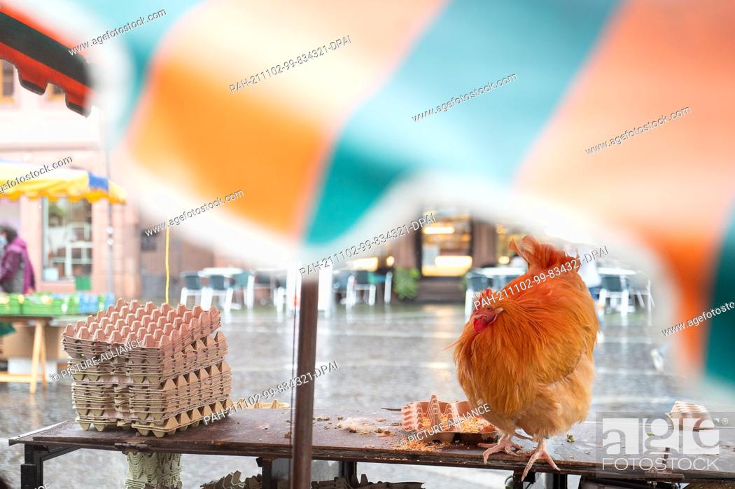 Stock Photo: 02 November 2021, Rhineland-Palatinate, Mainz: Moritz, a rooster of the Orpington breed, sits on his owner's egg stand at the market in downtown Mainz.