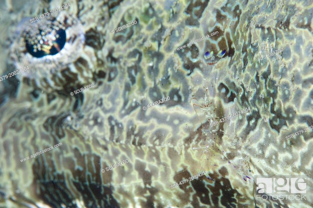 Stock Photo: The skin of a Crocodilefish, Cymbacephalus beauforti, with a Cleaner Shrimp, Periclimenes sarasvati, and the Crocodilefish's eye in the background.