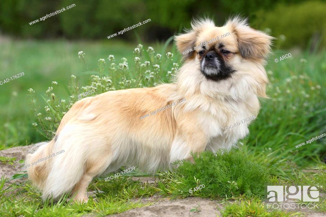 Tibetan Spaniel Side Stock Photo Picture And Rights Managed Image Pic Rdc Ad 176239 Agefotostock
