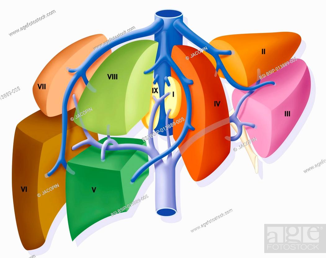 Segments liver Liver Segments