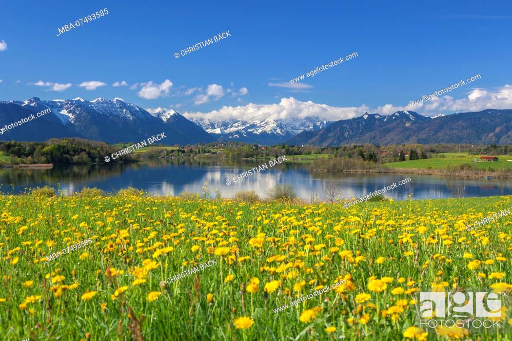 Stock Photo: Dandelion meadow at lake Riegsee, Ester mountains in the background, Wetterstein Mountains and the Ammergau Alps, near Murnau, Upper Bavaria, Bavaria.