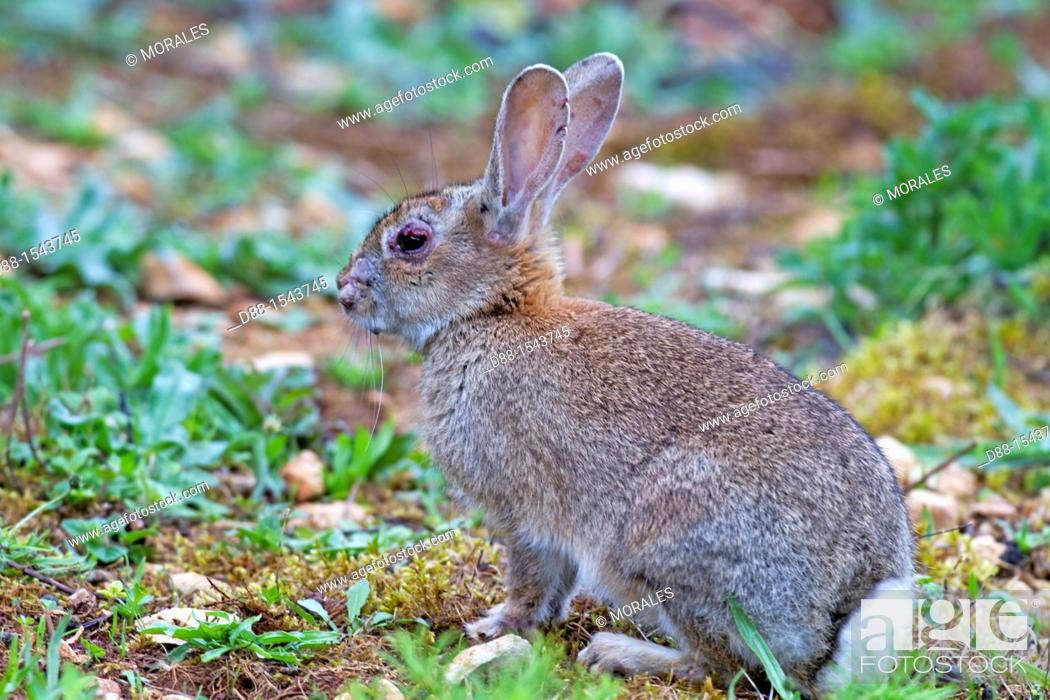 Stock Photo: France, Lot , rabbit Oryctolagus cuniculus.