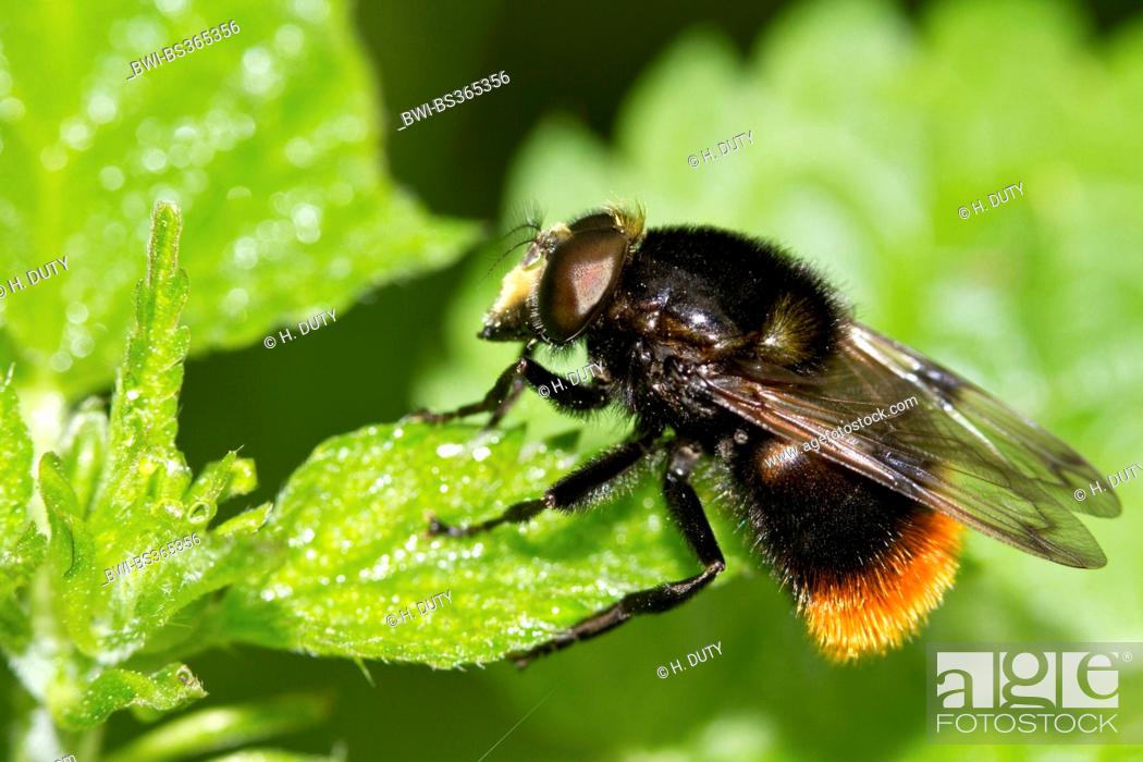 Stock Photo: Bumblebee mimic hoverfly (Volucella bombylans), rests on a leaf, Germany.