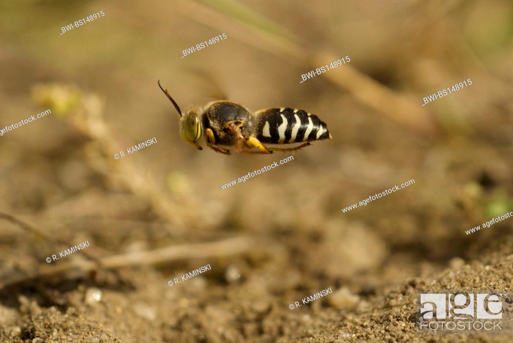 Stock Photo: rostrate bembix wasp (Bembix rostrata, Epibembix rostrata), flying, Germany, Brandenburg.