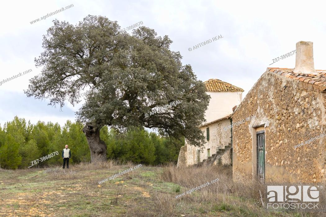 Photo de stock: Centennial holm oaks (Quercus ilex). Los Pozuelos. Almansa. Albacete.