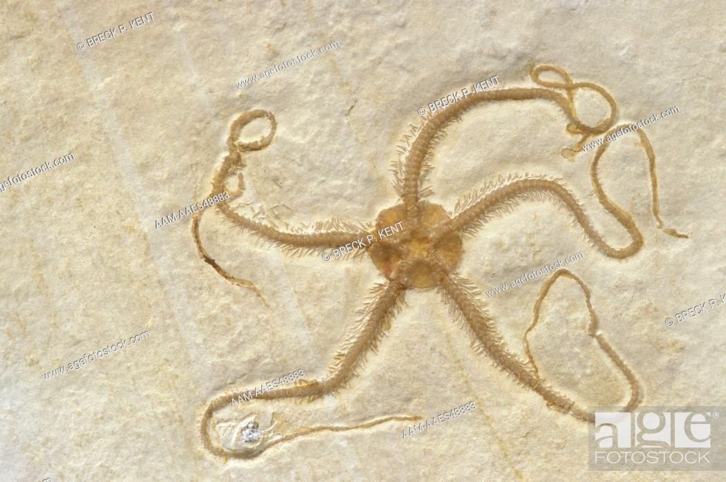 Stock Photo: Fossil Brittlestar (Ophipetra sp.) Jurassic Period, Hienheim, Germany.