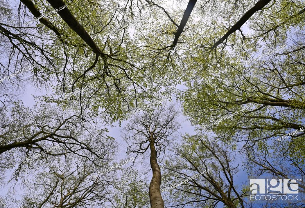 Stock Photo: 01 May 2023, Mecklenburg-Western Pomerania, Carwitz: Spring in the book forest ""Hullerbusch"" in the nature park ""Feldberger Seenlandschaft"".