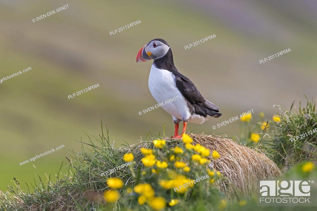 Stock Photo: Atlantic puffin (Fratercula arctica) among wildflowers showing coloured beak in the breeding season in summer, Iceland.