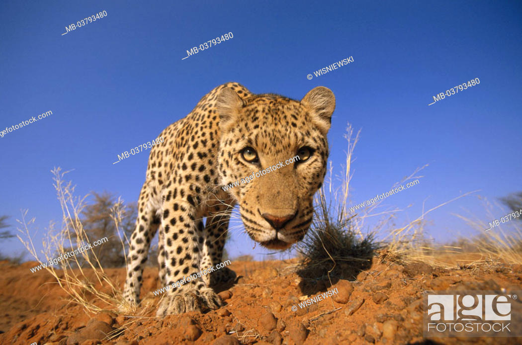 Africa, leopard, Panthera pardus, Approach, portrait, Namibia, landscape,  animals, wild animals, Stock Photo, Picture And Rights Managed Image. Pic.  MB-03793480 | agefotostock