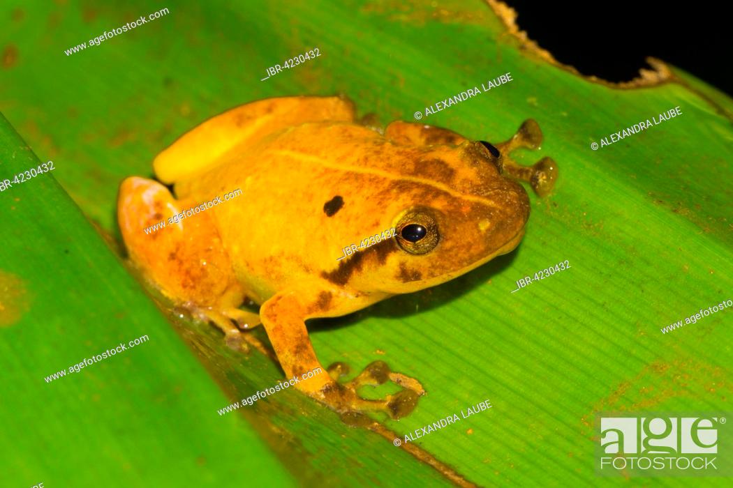 Stock Photo: Narrow mouthed frog (Platypelis tuberifera) on a pandanus plant, rainforest of Ranomafana National Park, Southern Highlands, Madagascar.