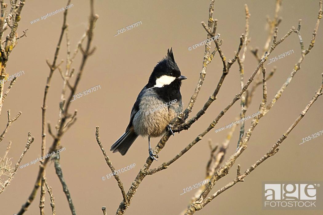 Spot-winged tit, Periparus rufonuchalis, Singalila National Park,  Darjeeling, West Bengal, India, Stock Photo, Picture And Rights Managed  Image. Pic. ZQ5-3297071 | agefotostock