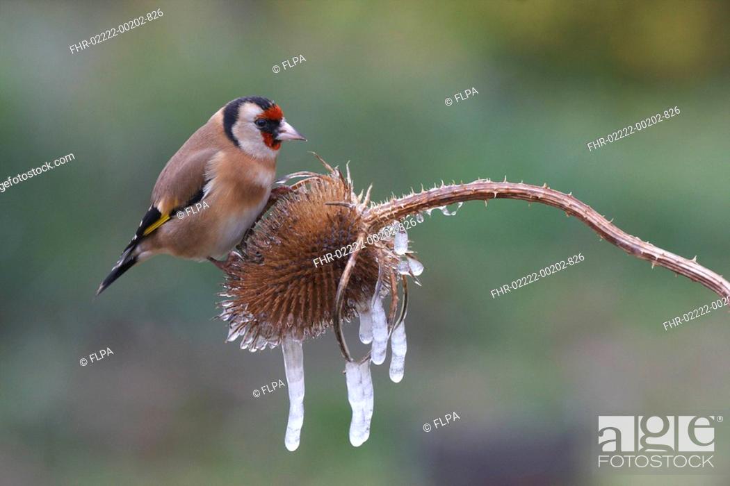 Stock Photo: Goldfinch Carduelis carduelis adult, feeding on Teasel Dipsacus fullonum seedhead with icicles, England, january.