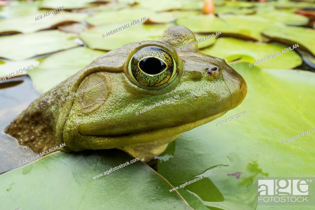Stock Photo: Bullfrog (Rana catesbeiana) on Horsehsoe Lake in Muskoka near Parry Sound, Ontario, Canada.