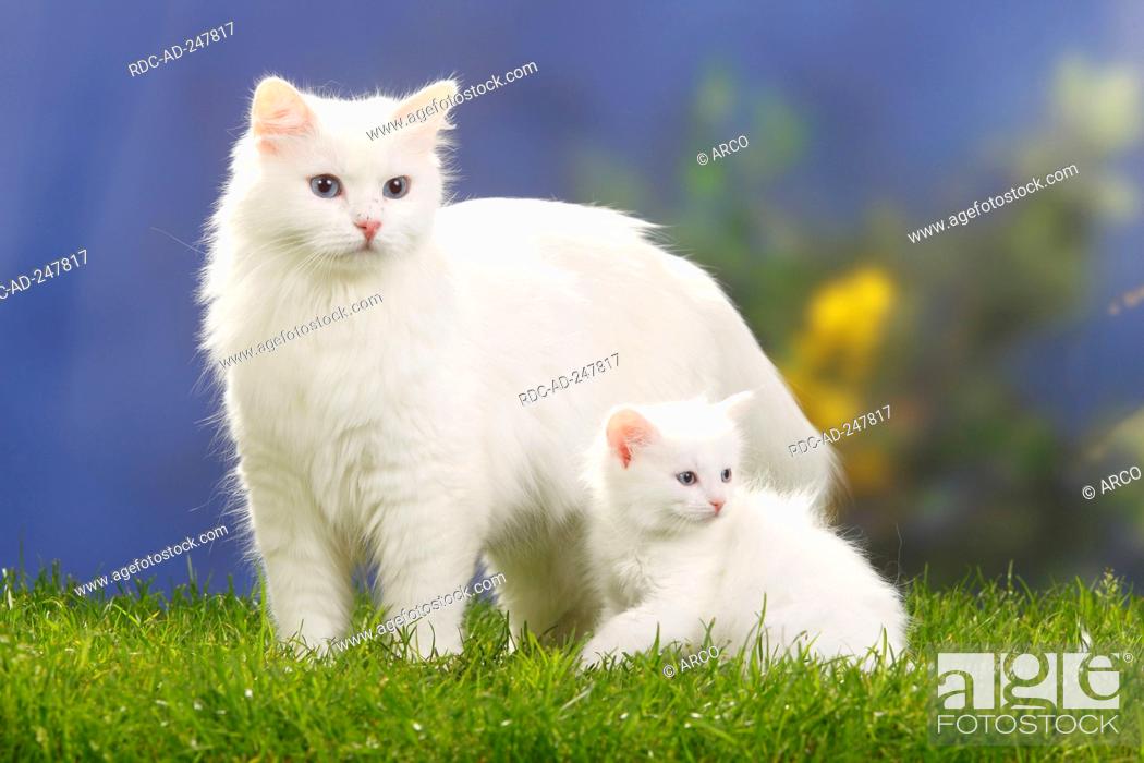 Siberian Forest Cat White With Kitten 7 Weeks Siberian Cat Siberia Stock Photo Picture And Rights Managed Image Pic Rdc Ad 247817 Agefotostock