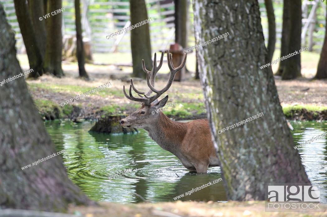 Stock Photo: The series of tropical days continues in the Czech Republic with temperatures of up to 38 degrees Centigrade and the Red deer cools itself by Skalice near Ceska.