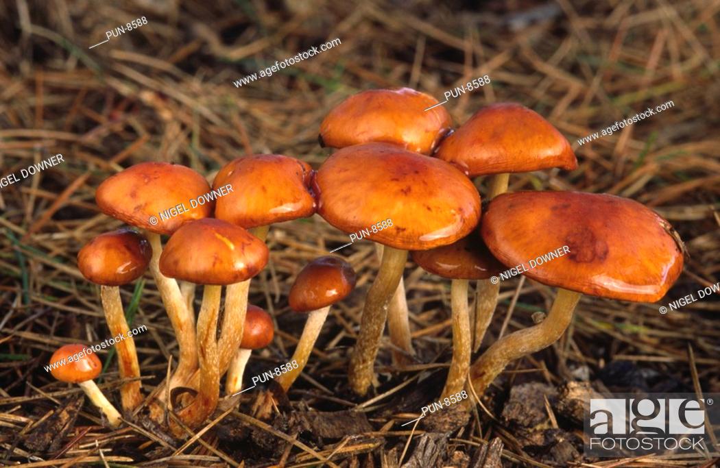 Stock Photo: A group of orange slime cap fungus Stropharia aurantiaca growing under pine trees in Kew Gardens.