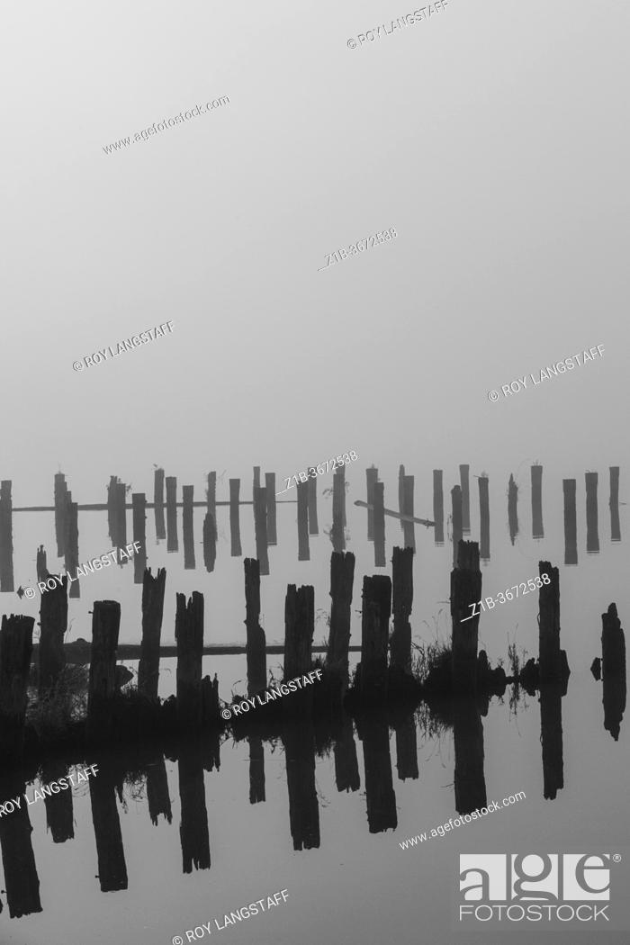 Stock Photo: Black and white image of old wooden pilings on a dense foggy morning in Steveston British Columbia Canada.