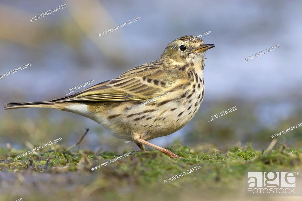 Stock Photo: Meadow Pipit, Campania, Italy (Anthus pratensis).