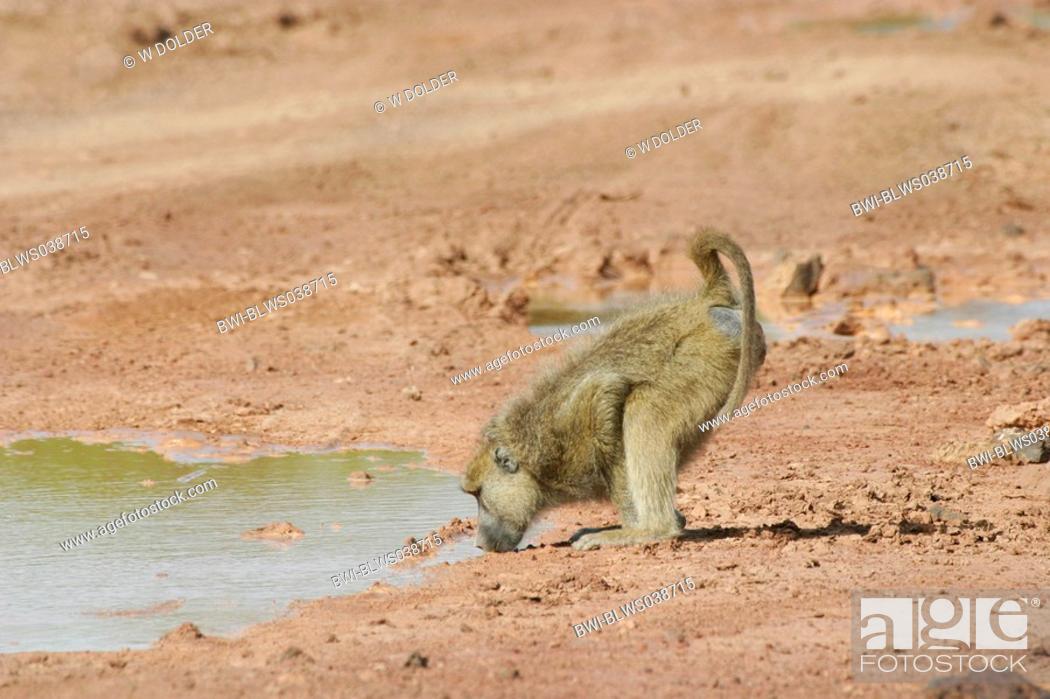 yellow baboon, savannah baboon Papio cynocephalus, drinking water from a  puddle, Kenya, Amboseli NP, Stock Photo, Picture And Rights Managed Image.  Pic. BWI-BLWS038715 | agefotostock