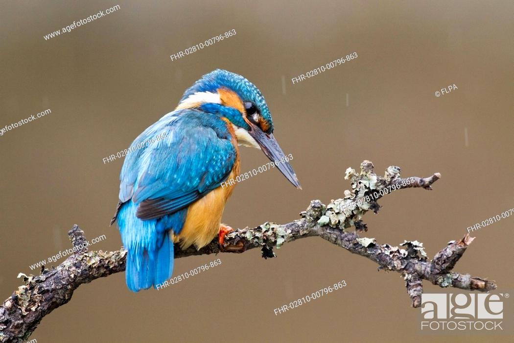 Stock Photo: Common Kingfisher (Alcedo atthis) adult male, perched on twig over water during rainfall, Droitwich, Worcestershire, England, May.
