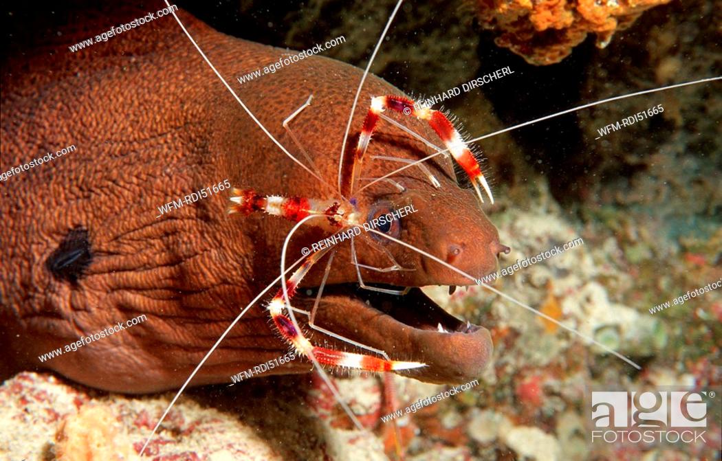 Stock Photo: Cleaner shrimp cleaning Yellow-margined moray, Stenopus hispidus Gymnothorax flavimarginatus, Indian Ocean, Maldives Island.