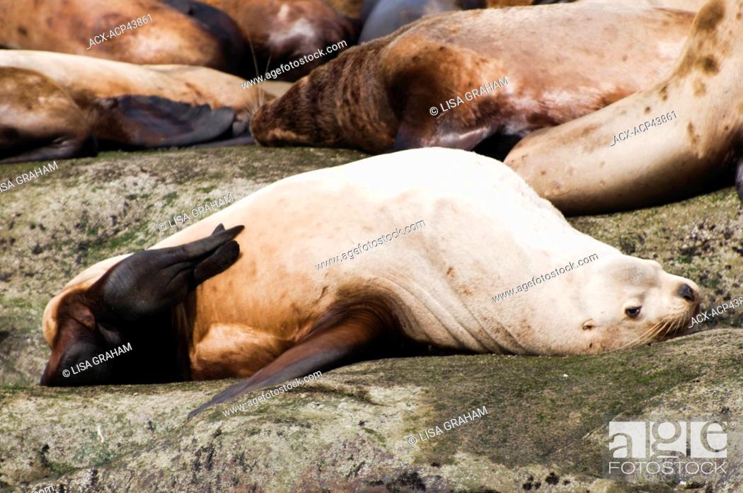 Stock Photo: A sea lion scratches his belly on Norris Rock, British Columbia, Canada.