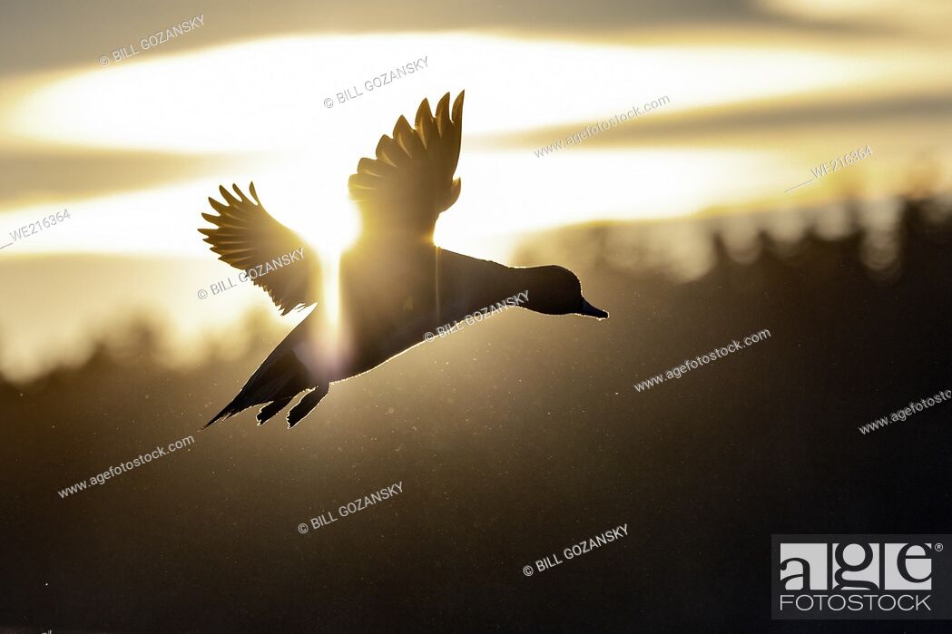 Stock Photo: American Wigeon. (Mareca americana) in flight at sunset. Esquimalt Lagoon - Colwood, near Victoria, Vancouver Island, British Columbia, Canada.