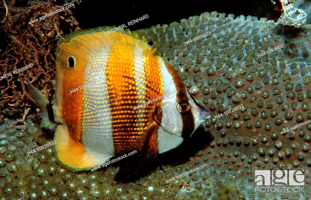 Stock Photo: Orangebanded coralfish, Indonesia, Bali, Asia, Indian Ocean, animal, animals, biotope, biotopes, bony fishes, marine,.