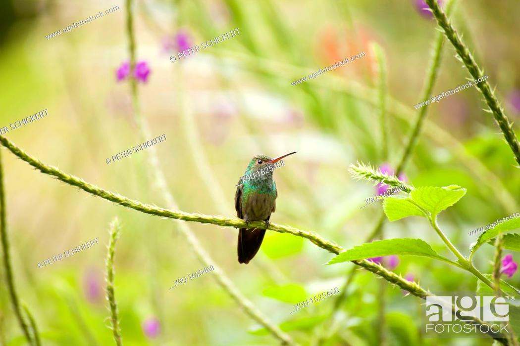 Stock Photo: hummingbird, Arenal Volcano National Park near La Fortuna, Costa Rica, Central America.