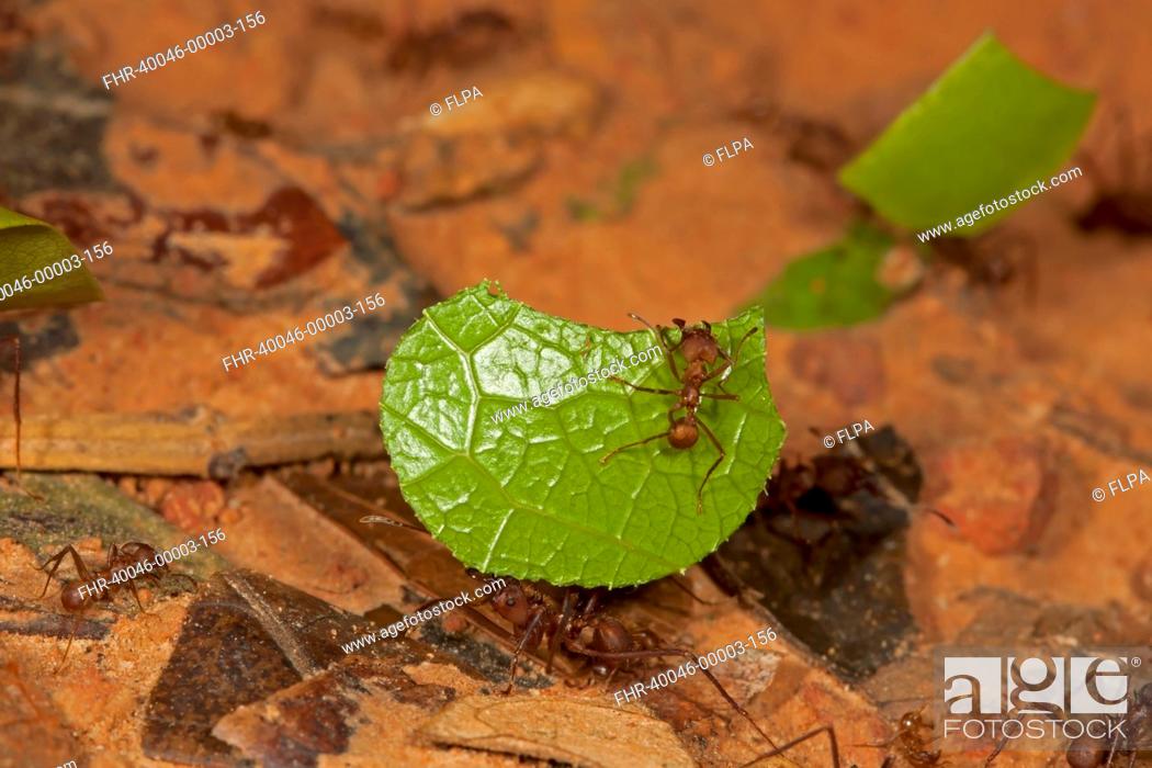 Stock Photo: Leafcutter Ant (Atta sp.) adults, worker carrying cut leaf with guard, on rainforest floor, Peruvian Amazon, Peru, September.