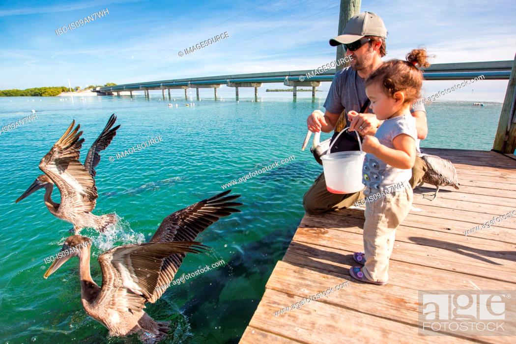 Stock Photo: Father and daughter feeding pelicans and tarpons, Florida Keys, USA.