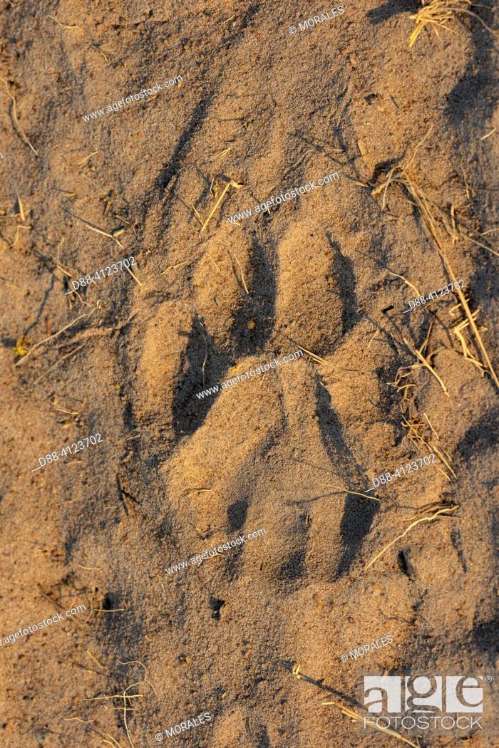 Imagen: Africa, Zambia, Kafue national Park, Leopard (Panthera pardus pardus), tracks in the sand.