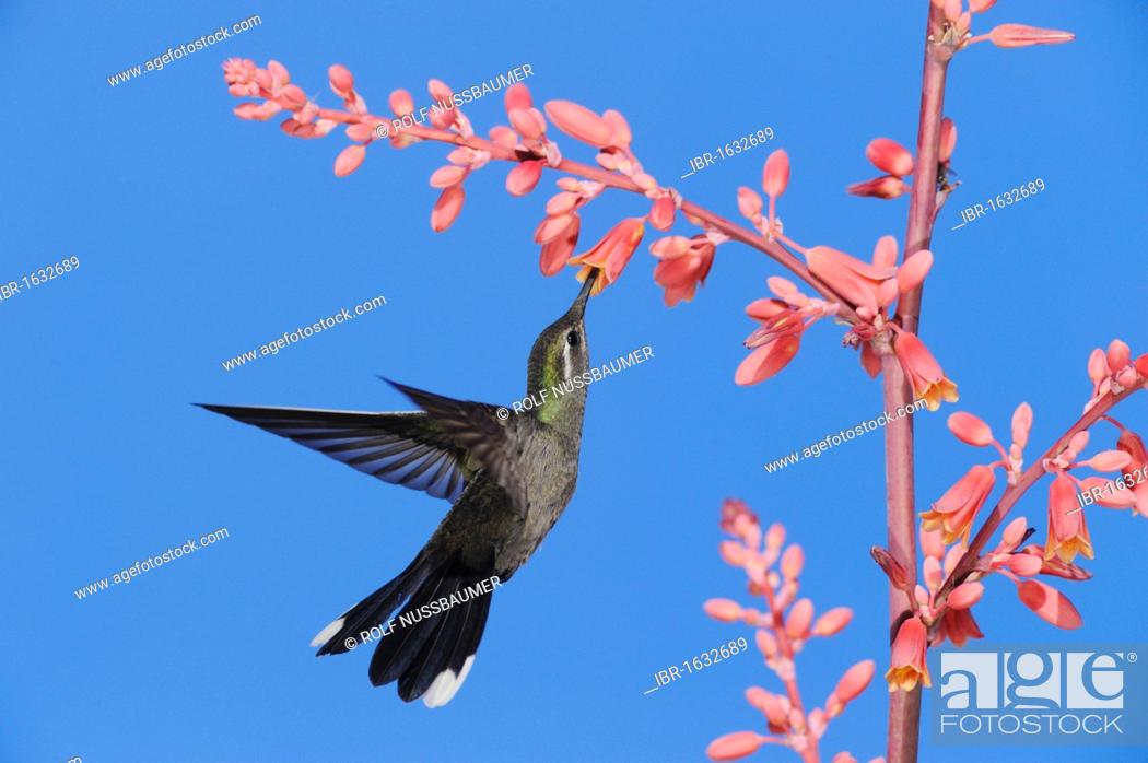 Stock Photo: Blue-throated Hummingbird (Lampornis clemenciae), male in flight feeding on Red Yucca (Hesperaloe parviflora), Chisos Basin, Chisos Mountains.