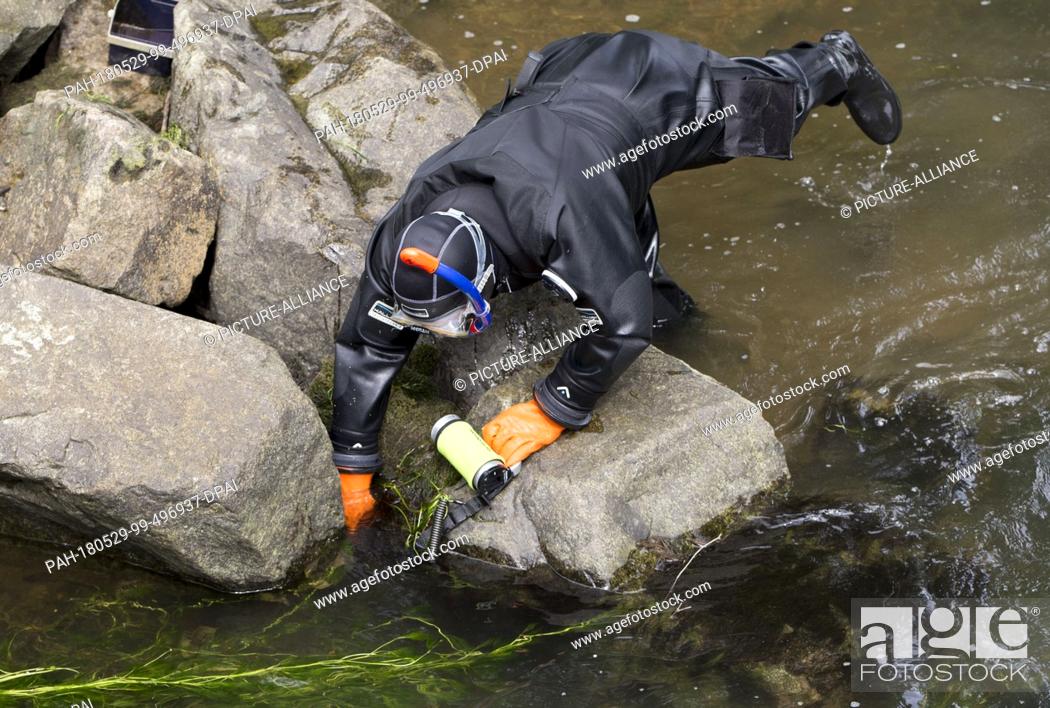 Stock Photo: 29 May 2018, Germany, Offenburg: An officer of the water police searching the Muehlbach river near the university of applied sciences in Offenburg as part of.