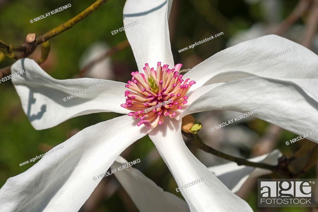 Stock Photo: Lufer magnolia flower (Magnolia x kewensis Lufer).