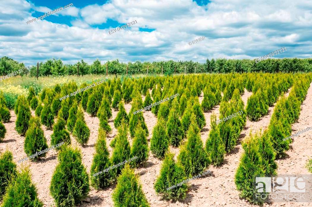 Stock Photo: The Summer Spring Plantation Of Thuja Or Thuya Seedlings, Planted Rows On Sandy Soil. Coniferous Small Bushes. The Forest Background.