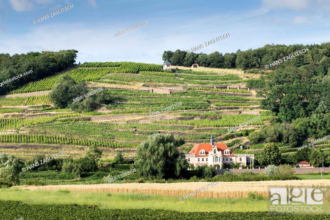 Stock Photo: Vineyards and wine meters on the Elbe near Meissen.