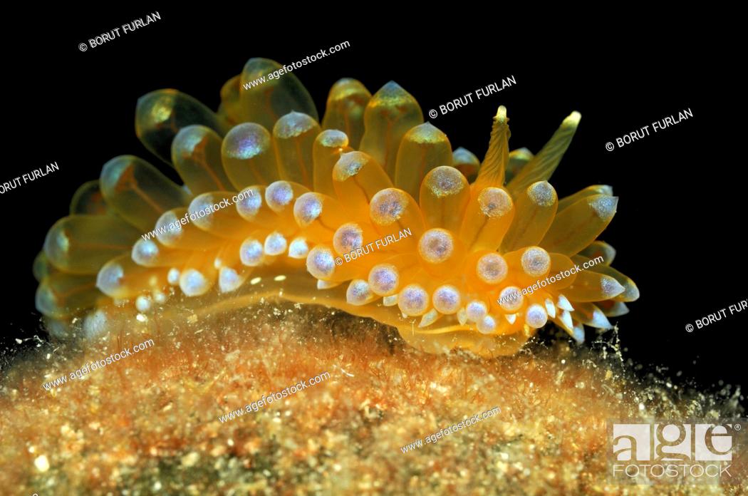 Stock Photo: Janolus Sea Slug, Janolus cristatus, Korcula Island, Adriatic Sea, Croatia.