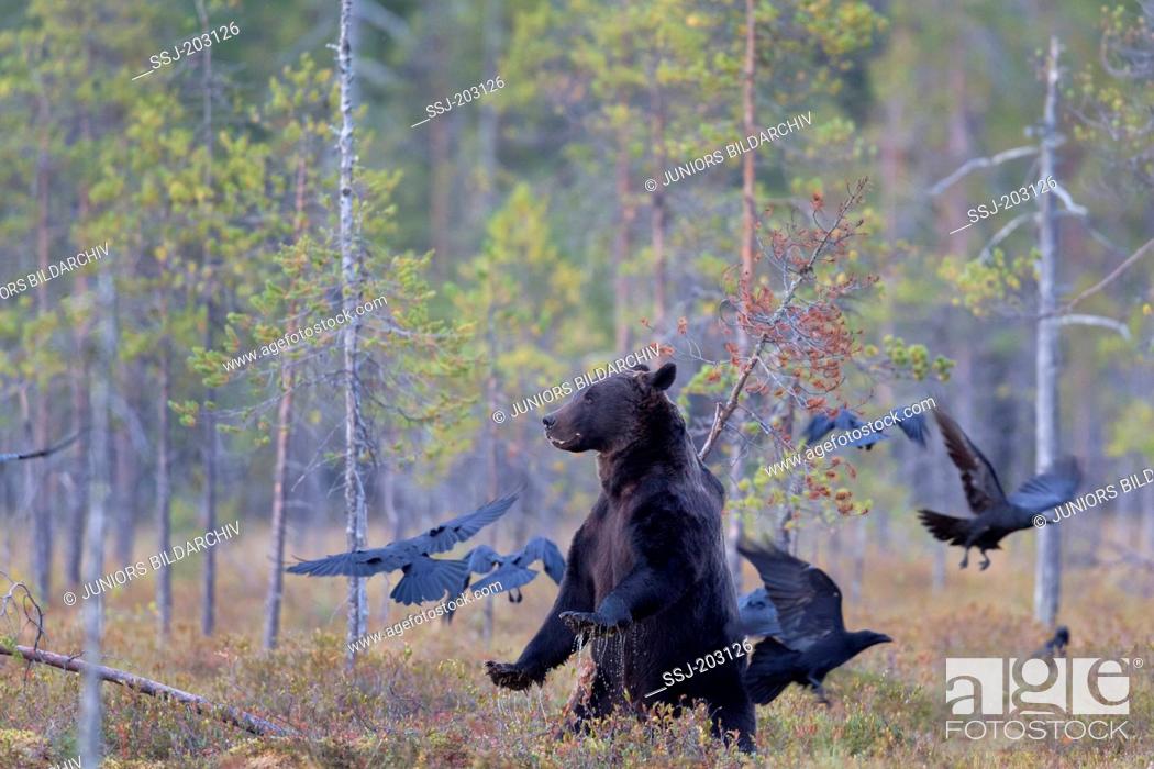 Stock Photo: European Brown Bear (Ursus arctos) and flock of Common Ravens (Corvus corax) in a forest. Kainuu, Finland.