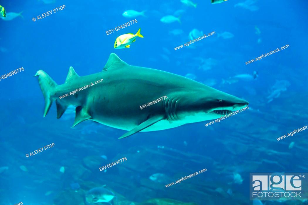 Stock Photo: Tiger shark.