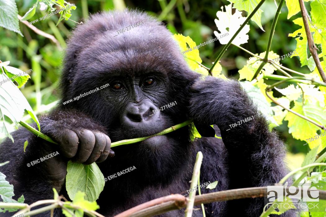 Stock Photo: Female Mountain gorilla feeding in forest (Gorilla beringei beringei) Virunga National Park, Democratic Republic of Congo, Africa.