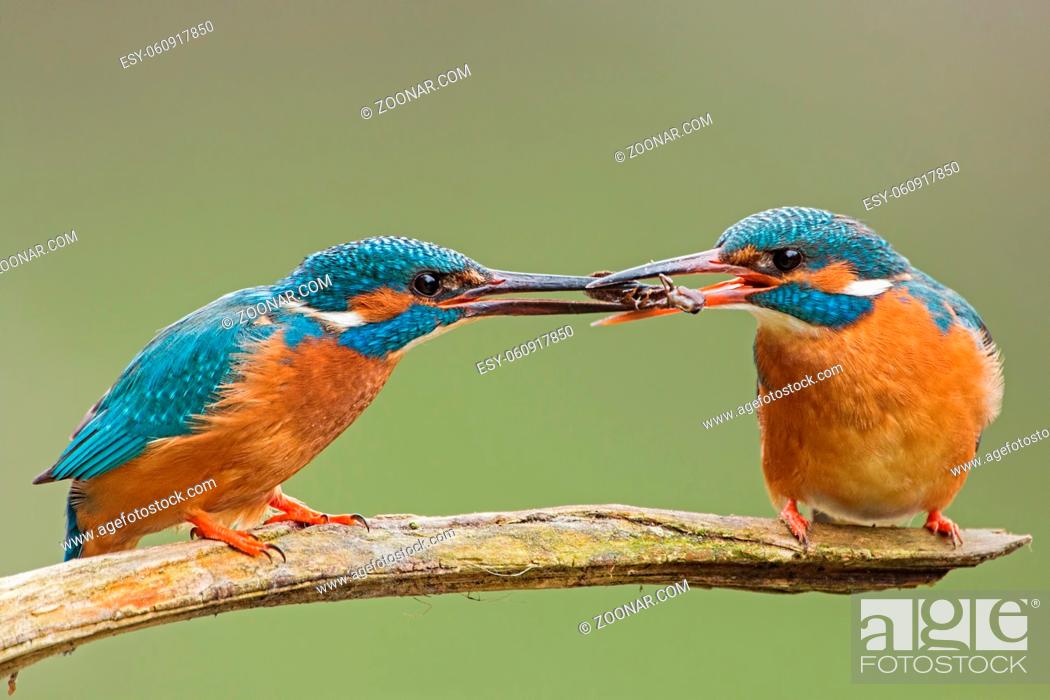 Stock Photo: Two common kingfishers, alcedo atthis passing a fish one to another. Animal romantic couple sitting close together on a branch.