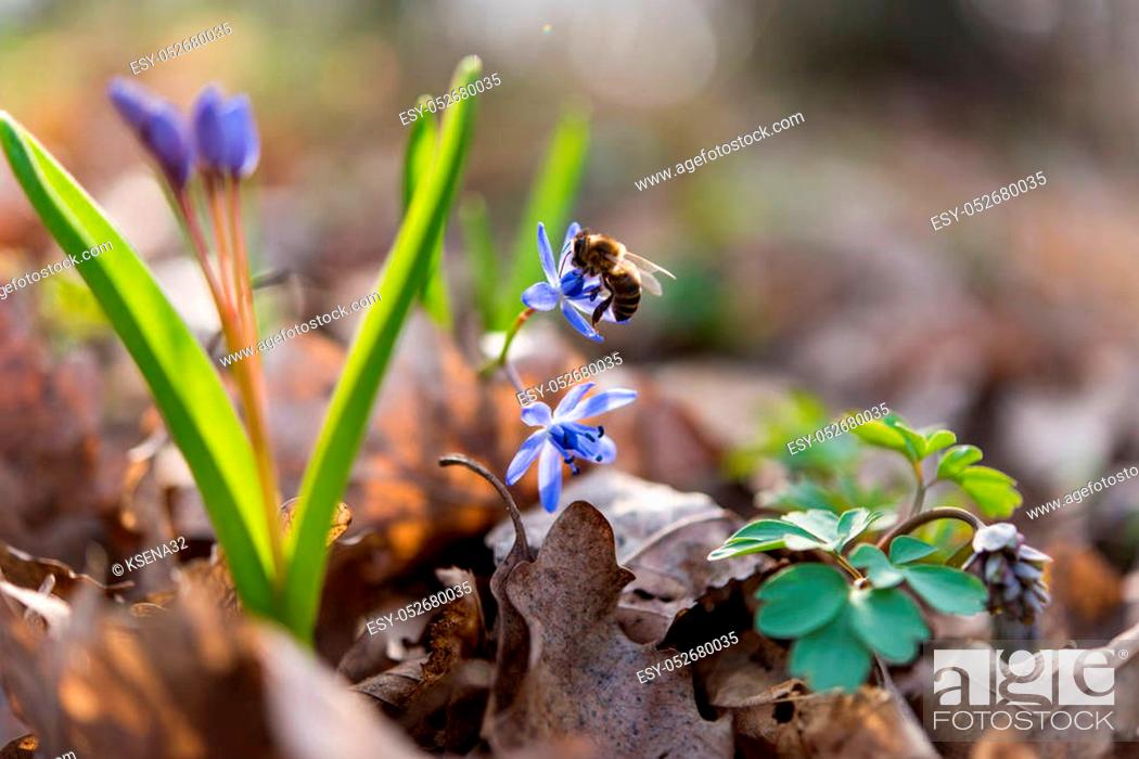 Stock Photo: unblown wild growing squill (Scilla bifolia), blue early spring flower.