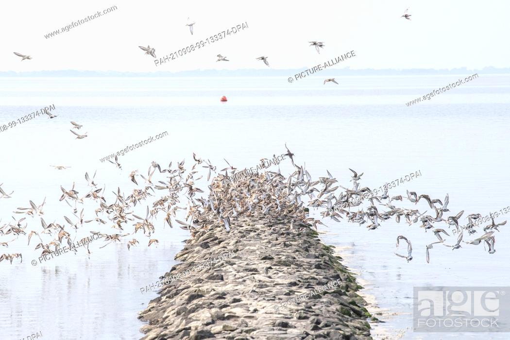 Stock Photo: 07 September 2021, Lower Saxony, Jade: Ringed plovers, dunlins and other migratory birds fly over the mudflats of the Jade Bay in the North Sea.